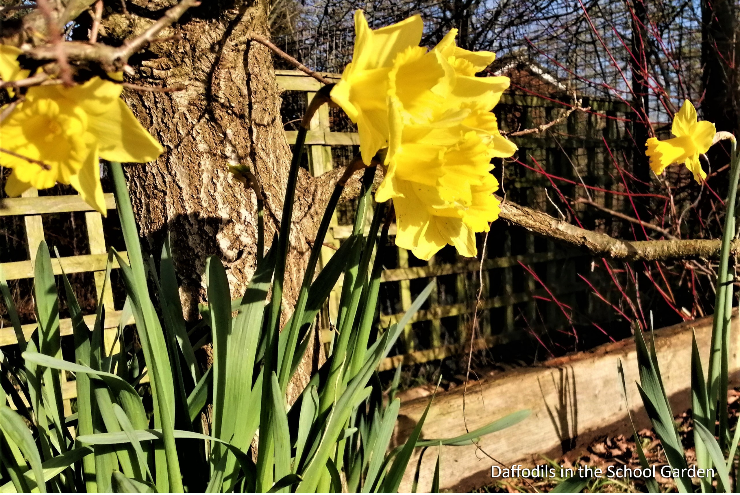 Daffodils in the School Garden